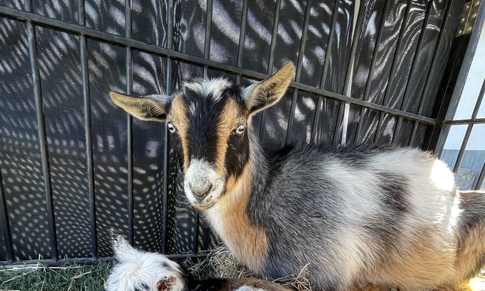 Marana Apartment | Thee One with the GOATS🐓🐓🦆🦆
