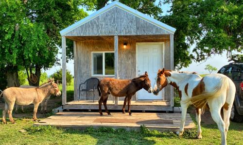Lawton Apartment | Tiny Cabin at the DonkeyRanch