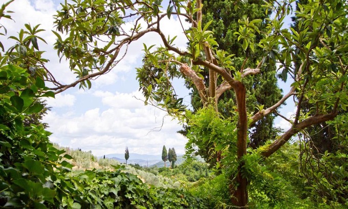 Florence Villa | Tuscan Sun Villa