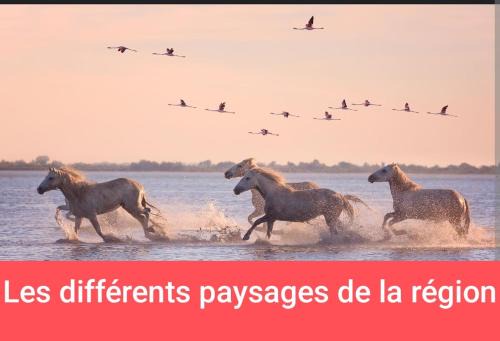 Millenaire Other | Van aménagé a MONTPELLIER sans sanitaire pour dépannage quelques nuits