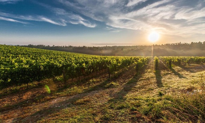 Belves-de-Castillon House | Vignobles Cardoso