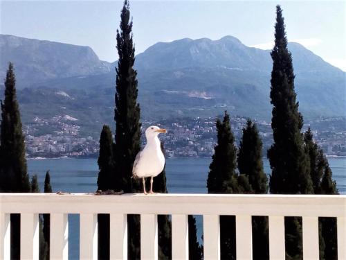 Igalo Apartment | Villa Boka Sunrise Apartments
