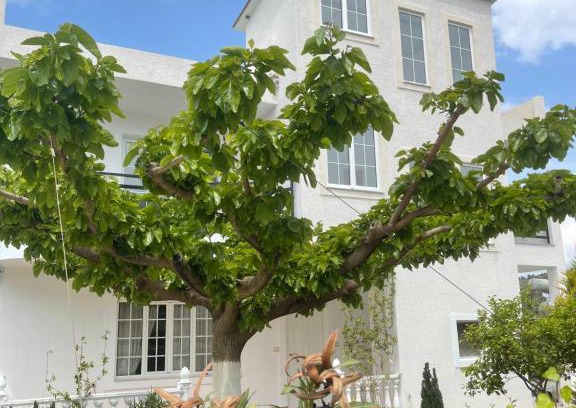 Ksamil Apartment | Villa Denis Ksamil