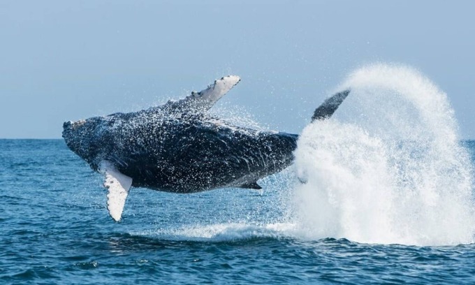 Los Organos House | Vive Sol y Sol ! Los Organos - Mar de las Ballenas