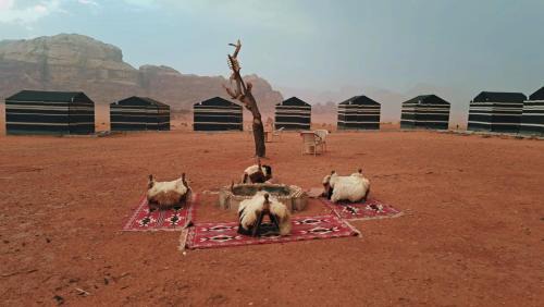 Ein Dor Other | Wadi Rum Bedouin Heart Camp