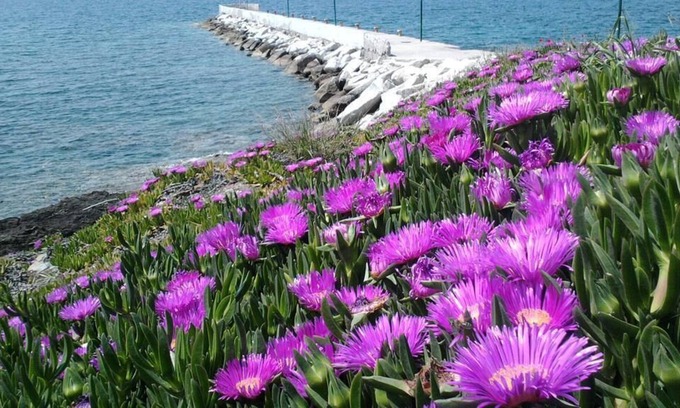 Neos Marmaras Bed & Breakfast | Welcome To Hotel petunia, In Neos-marmaras,xalkidiki ,greece, double room 6