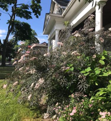 Downtown Niagara Falls House | WHITE SWAN House