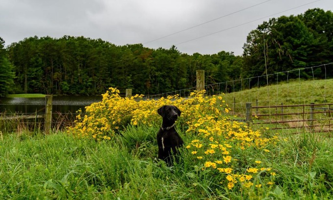 Ararat Bed & Breakfast | Wolf Creek Farm B&B and Motorcycle Manor at Wolf Creek Farm, LLC