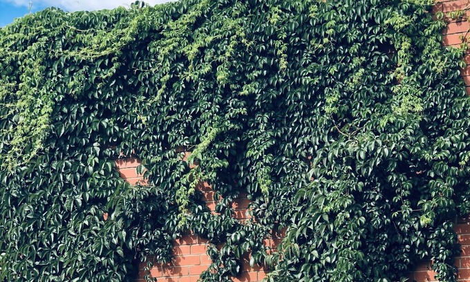 Myrtleford House | Yours & Theirs Pet Friendly Accommodation