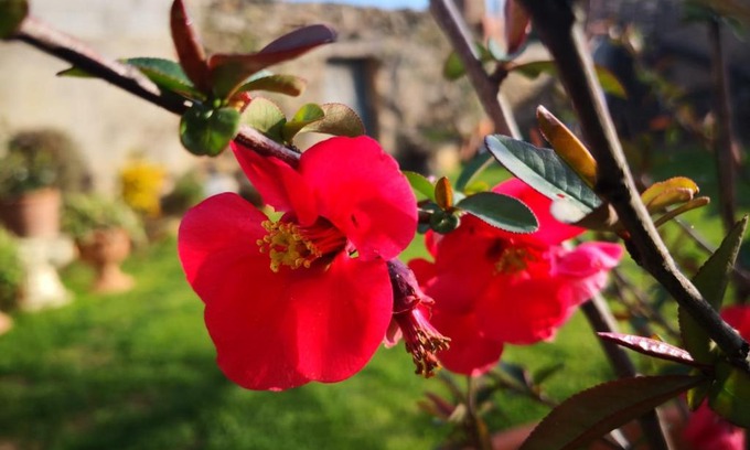 San Nicolo Gerrei Bed & Breakfast | Zia Chiarina