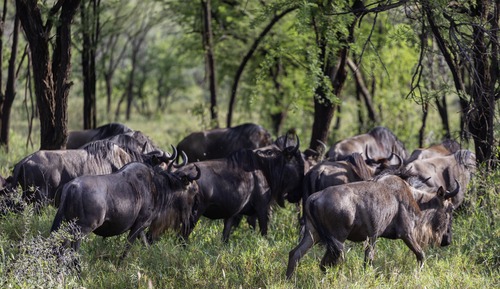Executive Suite (Safari Experience)