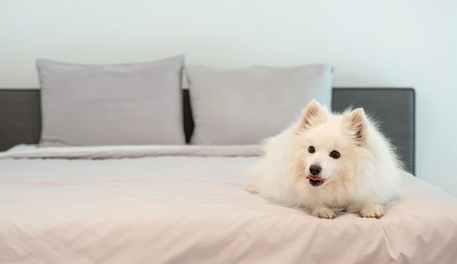 Basic Room, 1 Bedroom (Room 102 – Dogs under 15kg allowed)