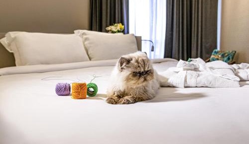Deluxe King Suite