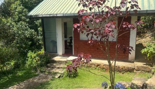 Budget Single Room