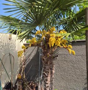 King Room with Garden View