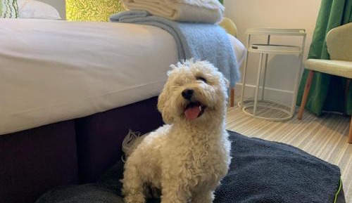 Deluxe Double Room - Dog Friendly
