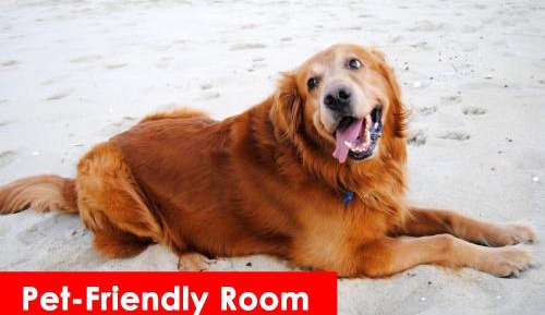 Pet Friendly Room With Two Queen Beds