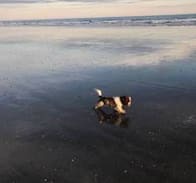 East Wittering House | Dolphin Cottage Beach house in East Wittering