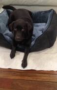 Grafton House | A room for you and your pet!