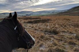 West Linton Cabin | The Shepherd's Cottage, West Linton nr Edinburgh