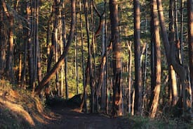 Galiano Cabin | THE HUMBLE COTTAGE
