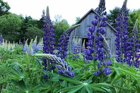 Bear River Other | The Hummingbird House and Farmacy Queen Room