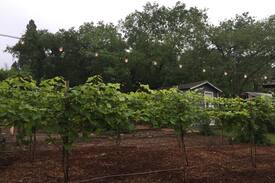 Denton House | Hidden Vineyard Oasis near Downtown