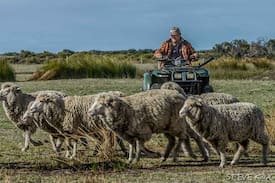 Shire Of Dandaragan Other | Nambung Station Stay - On Site Van 3