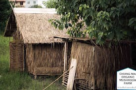 Don Kaeo Other | Homestay at Chiangmai Organic Mushroom Farm.