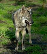 Witelsbos House | Tsitsikamma Wolf Sanctuary Rustic wooden cabin