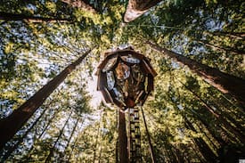 Felton Other | The Pinecone Treehouse