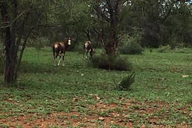 Kgetlengrivier Other | Inyati Private Game Lodge