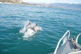 Kaikoura Bed & Breakfast | Ruth's