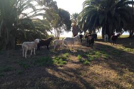 Coomunga Bed & Breakfast | The Sanctuary (Port Lincoln)