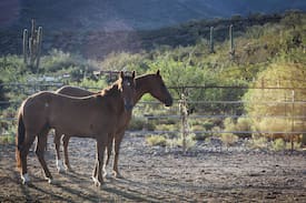 Superior Other | Box 8 Ranch