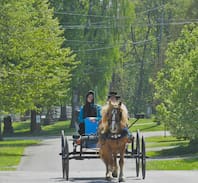 Bayham Villa | Windy Hills Horse and Buggy Company
