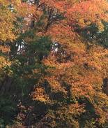 Rising Fawn Cabin | Plum Cozy Cabin/Chattanooga/Cloudland Canyon