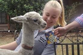 High Range Other | The Carriage House-Mittagong/Berrima - Alpaca Stud