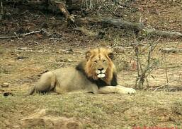 Marloth Park House | Marloth Park next to Kruger National Park S A