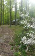 Gallant Cabin | Whippoorwill Creek Ranch Cabin