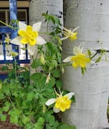 Hermosa Bed & Breakfast | JonaGold Room at Apple Orchard Inn