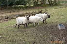 Lampeter Bed & Breakfast | Caer Cadwgan