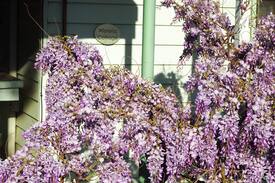 Heathcote House | Wisteria Cottage ~ Step Back in Time ..
