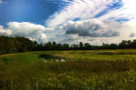 Omemee Other | Little Cabin on the Marsh