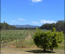 Pokolbin House | The Olive Retreat - Pokolbin