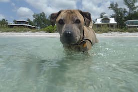 Placida House | La Te Da Beach House Little Gasparilla Island