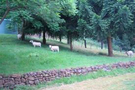 Budderoo Other | Jamberoo Peacefull private Farm Stay Green Grass.