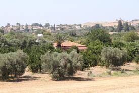 Goudi Other | Orange Grove Stone House Goudi Polis Chrysochous
