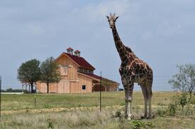 Leon Junction Cabin | Giraffe-inspired Cabin, inside an Animal Sanctuary