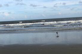 Kiawah Island Apartment | Kiawah - 4400 Windswept 1BR with Resort Privileges